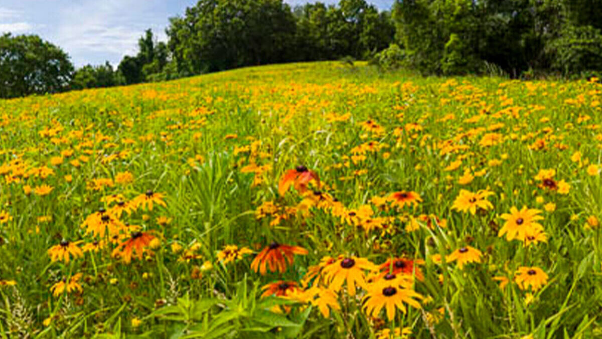 Flowers in bloom at Indian Hill Meadow at Boyce Park