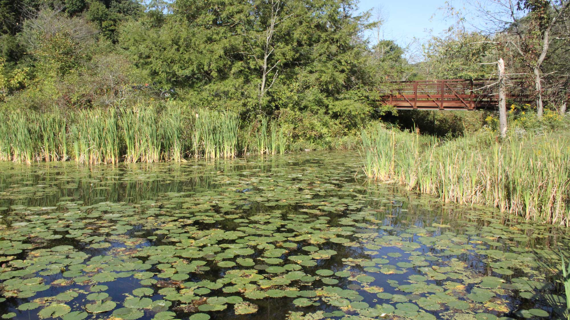 Deer Lakes Park pond