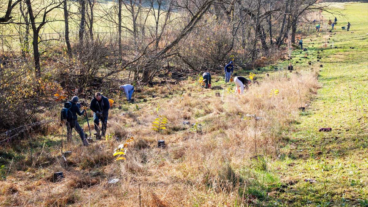 volunteers plant trees