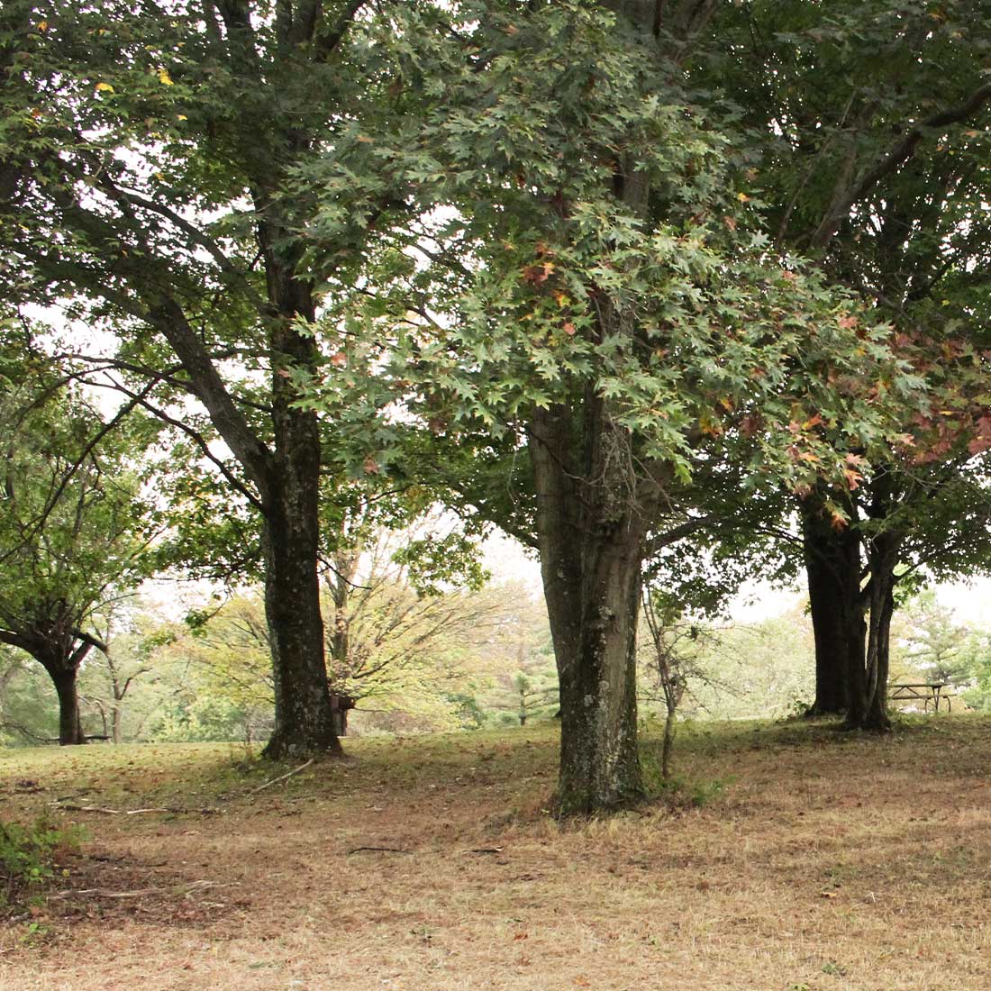 oak trees in White Oak park