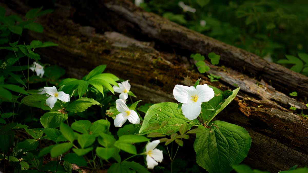 wildflowers grow in damp earth