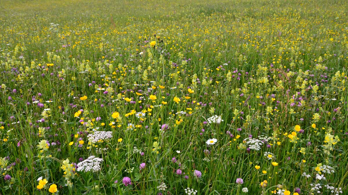 Impact of Meadows on Your Parks - Allegheny County Parks Foundation