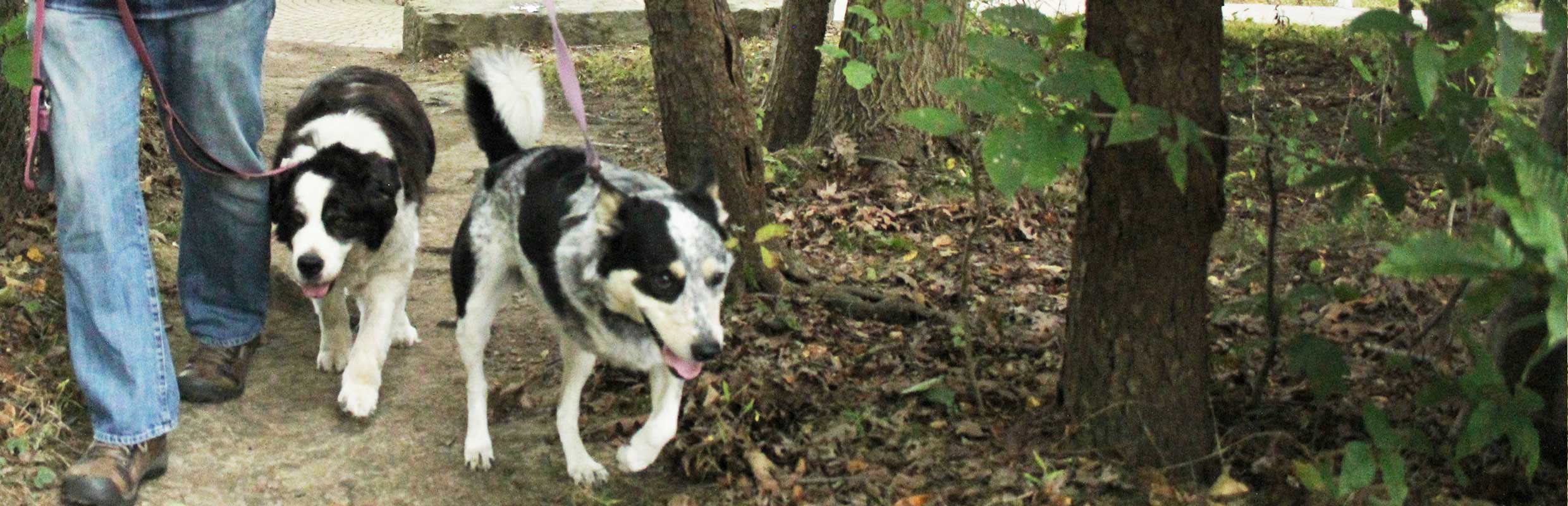 Walking dogs in Harrison Hills Park Pittsburgh