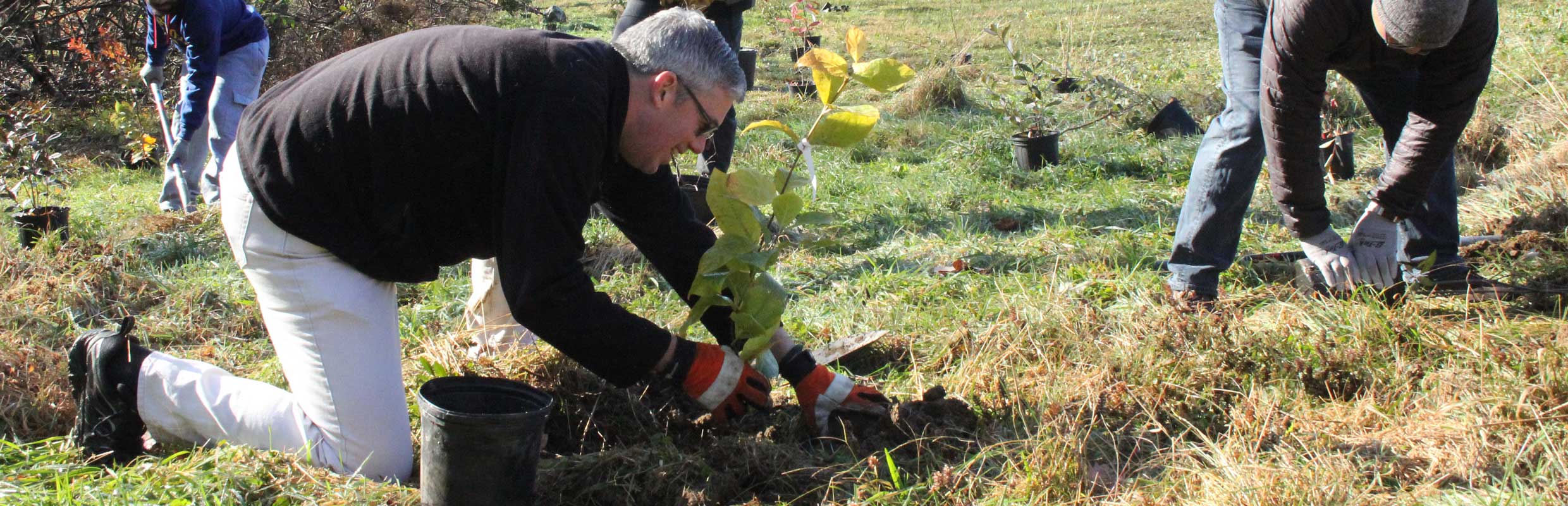 Volunteers planting trees at the park