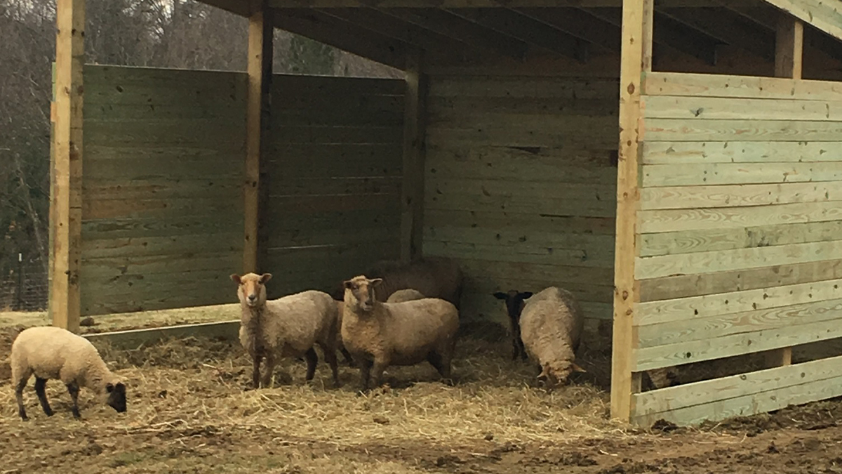 Sheep in Animal Shelter Projects