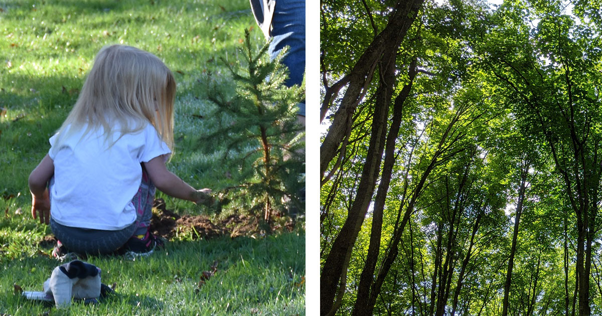 Tree Program Allegheny County Parks Foundation