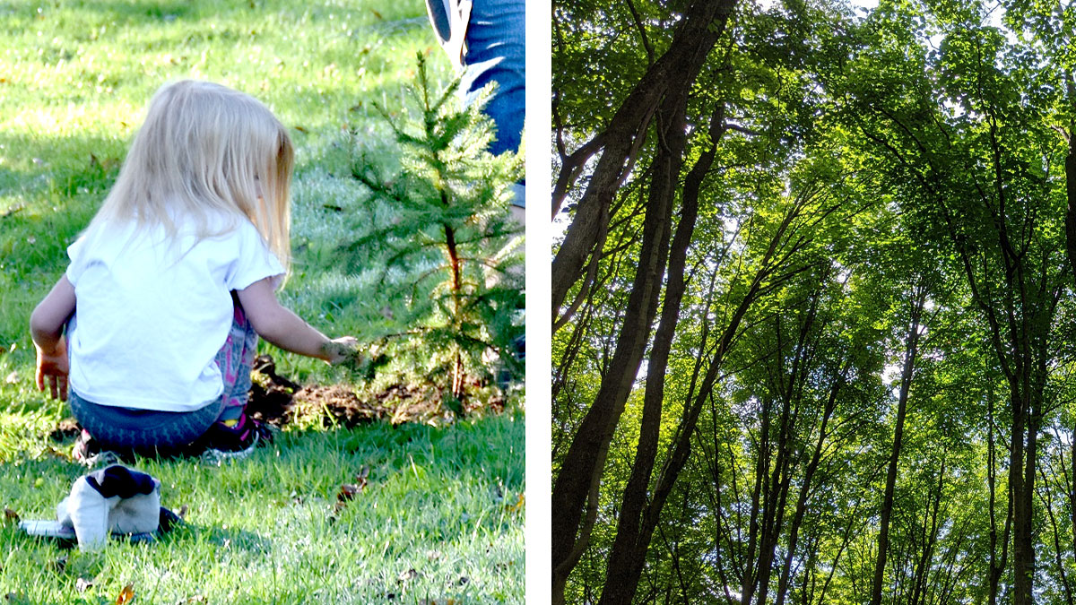 Young girl plants trees in Allegheny County Parks. Pittsburgh PA