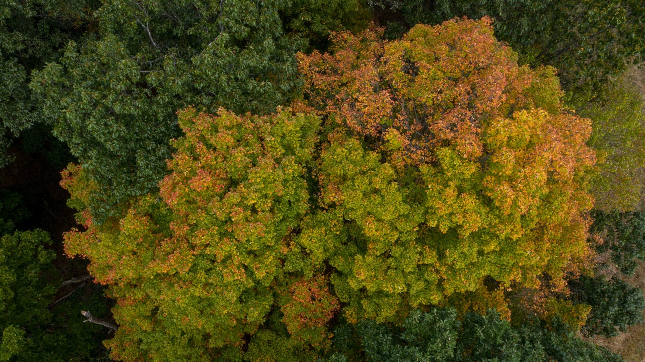 North Park - Allegheny County Parks Foundation