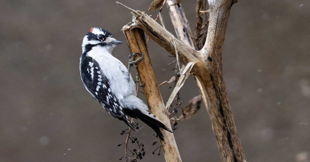 Downy Woodpecker in winter