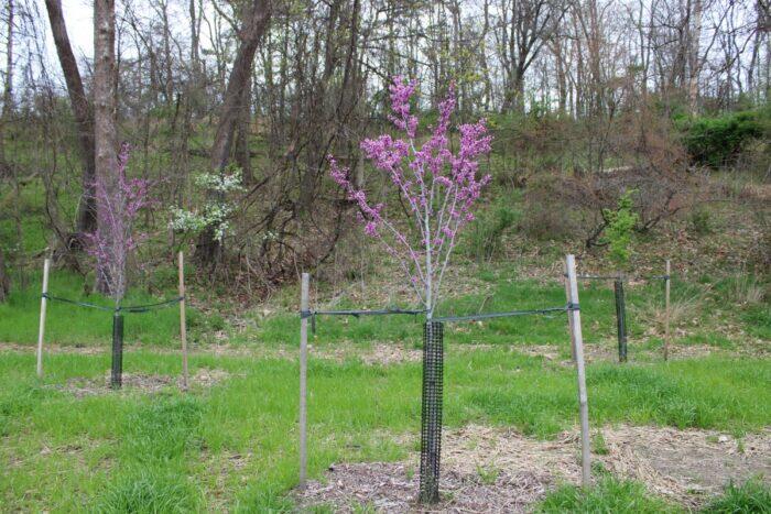 Parks Foundation Project Walking Tour in South Park - Allegheny County ...