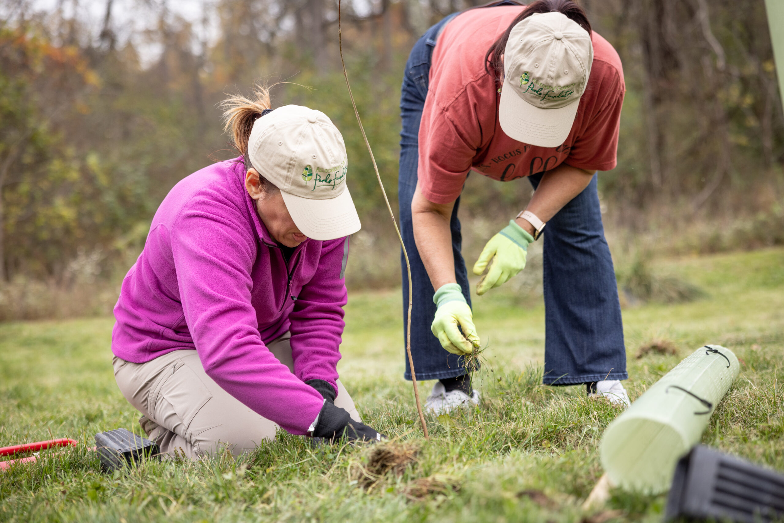 Two people planting a sapling tree