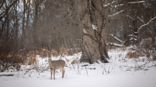 A deer standing in a snowy field with forest in background