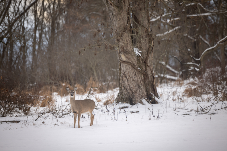 A deer standing in a snowy field with forest in background