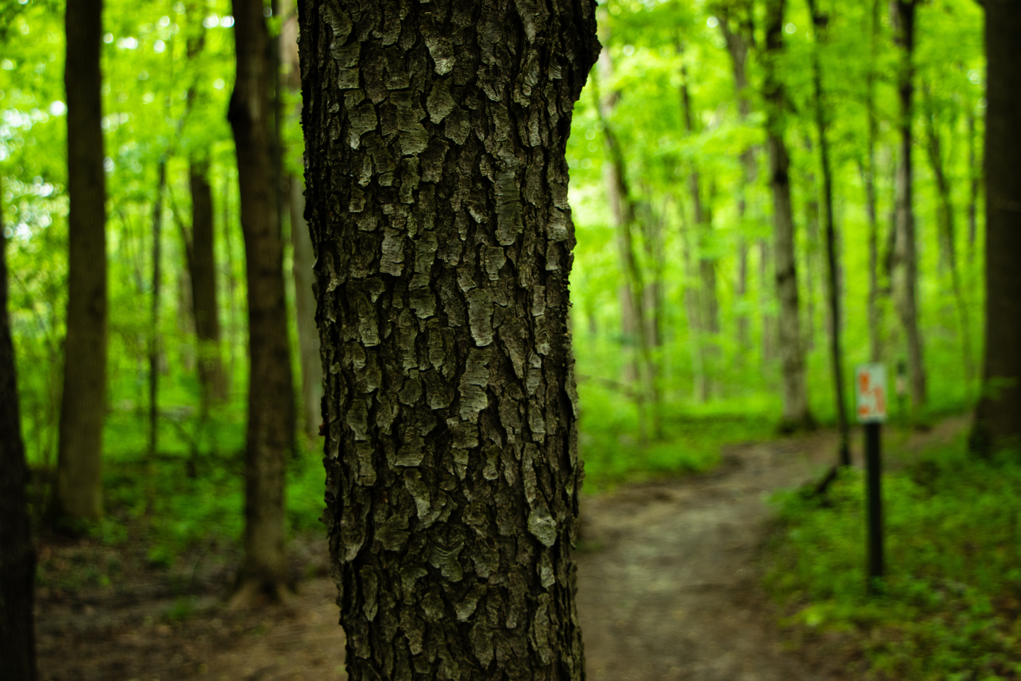 Trees in Park