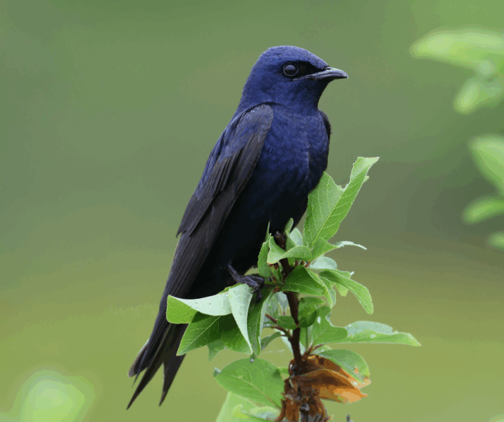 purple martin bird on green leafy branch