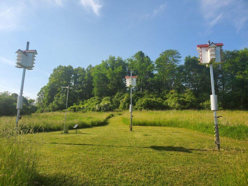 Three birdhouses along a mowed path in a meadow, with trees in the background