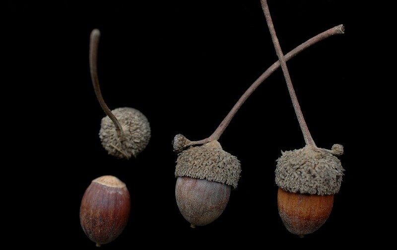 “Quercus bicolor-Acorn_R_50_h” by Bruce Kirchoff, Flickr, CC BY 2.0. swamp white oak acorns