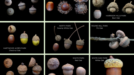 nine different acorn photos