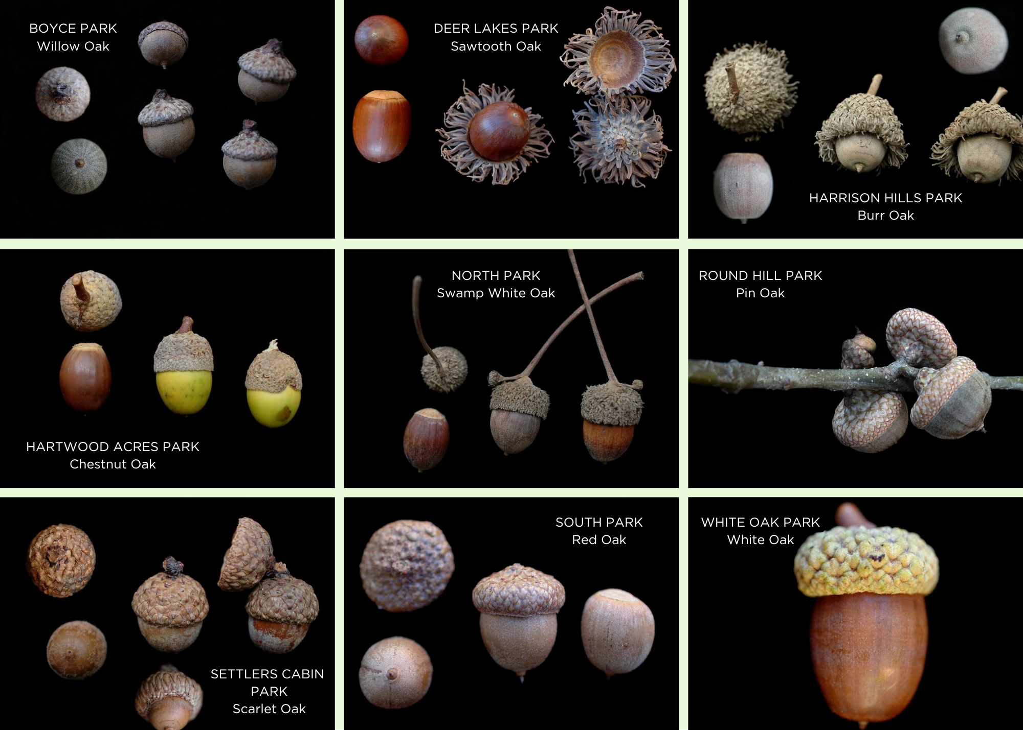 nine different acorn photos