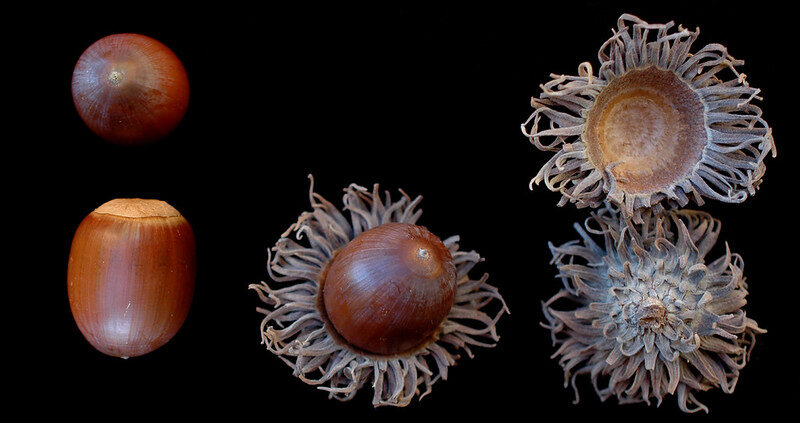“Quercus acutissima” by Bruce Kirchoff, Flickr, CC BY 2.0. sawtooth oak acorns