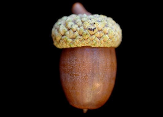 “Quercus alba” by Bruce Kirchoff, Flickr, CC BY 2.0. white oak acorns