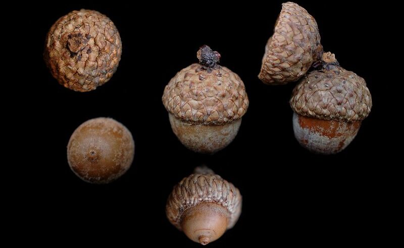 “Quercus coccinea-Acorn_R_30_l_edit” by Bruce Kirchoff, Flickr, CC BY 2.0. scarlet oak acorns
