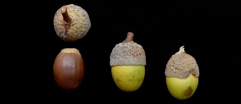 “Quercus montana-Acorn_R_9_u” by Bruce Kirchoff, Flickr, CC BY 2.0. chestnut oak acorns