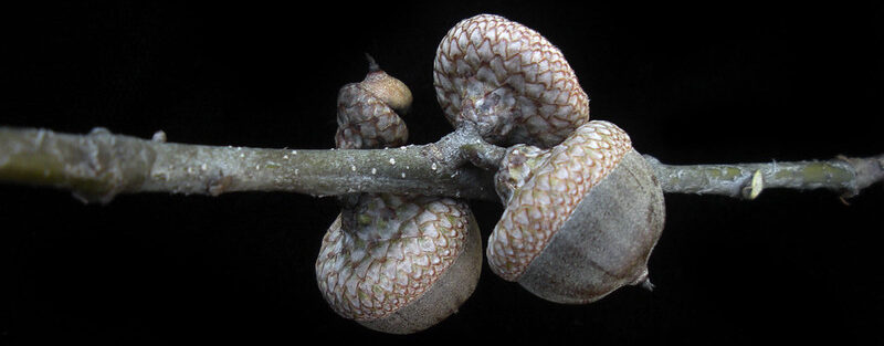 “Quercus palustris” by Bruce Kirchoff, Flickr, CC BY 2.0. pin oak acorns
