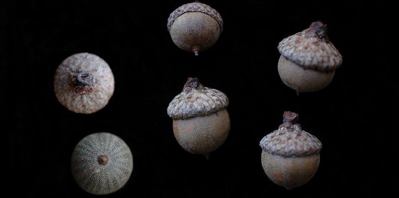 “Quercus phellos-Acorn_R_128_j_edit” by Bruce Kirchoff, Flickr, CC BY 2.0. willow oak acorns