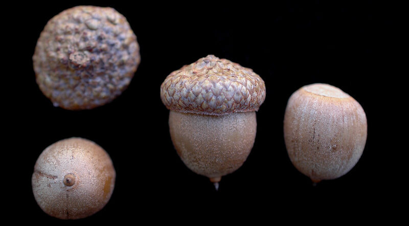 “Quercus rubra” by Bruce Kirchoff, Flickr, CC BY 2.0. northern red oak acorns